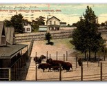 Buffalo Range Zoological Gardens Cincinnati Ohio OH DB Postcard V19 - $3.91