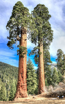 BStore 10 Seeds Store Sequoiadendron Giganteum, Giant Sequoia Redwood Forest Tre - £11.83 GBP