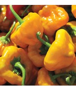 Scotch Bonnet Pepper 20+ Seeds with 50,000 to 350,000 Scoville Heat - $11.49