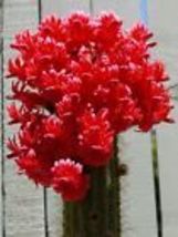 Red Torch Cactus Seeds {Bolivicereus s.} Showy |Houseplant  - $12.98