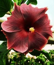 Madagascar Hibiscus Moscheutos Hibiscus Starter Seeds Rose Of Sharon Hs6807 From - $9.36