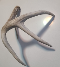 4 Point Wild Whitetail Deer Shed Antler Horns Taxidermy Crafts Dog Chews - £20.98 GBP