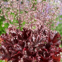 Heuchera Seeds Heuchera Coral Bells Melting Fire Flower Seed 400 Seeds Fresh USA - $15.99