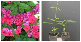 Red &amp; Purple JAVA RED~Bleeding Heart Rooted Starter Plant~Clerodendrum Delectum - £32.23 GBP