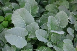 Kale Seeds Spring or Summer Smooth Leaf Heirloom 250 Seeds - $9.00
