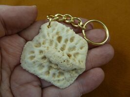 (g125-11) GATOR scute bone Aligator ALLIGATOR keychain skute key gators ... - €12,00 EUR