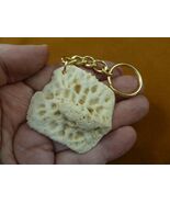 (g125-11) GATOR scute bone Aligator ALLIGATOR keychain skute key gators ... - €11,92 EUR