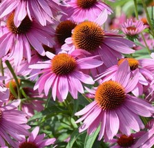 300 SEEDS Echinacea Purple Red Cone Step-by-step guide included with quality  - $8.99