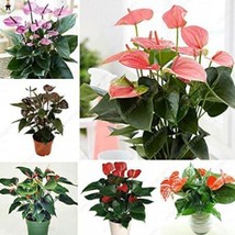 100Pcs Anthurium Flower Seeds Mixed Light Purple Black Red Pink Flowers Fresh Se - $13.80