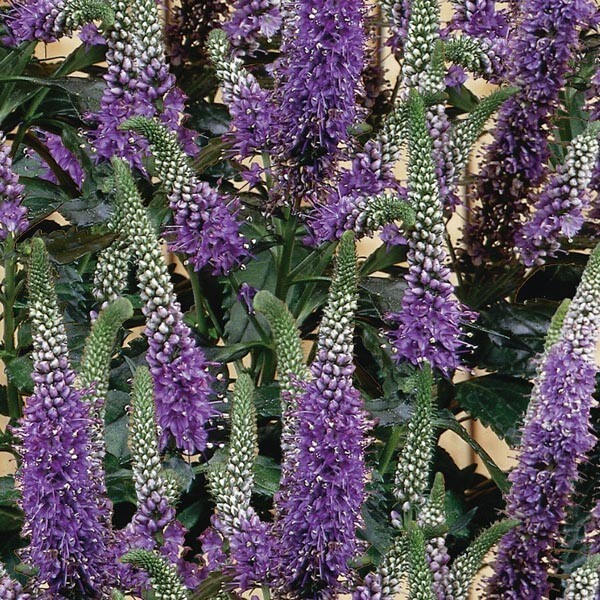 100 Purple Veronica Seeds Speedwell Royal Candle Flower Perennial Flower... - $9.98