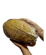 100g LARGE Indian Almond Catappa Ketapang Leaf Leaves Aquarium Betta Fis... - $11.29