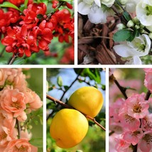 30 Flowering Quince Fruit Seeds Pink Red White Orange Flowering Shrub Aka Japane - $14.90