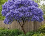 Creeping Mountain Lilac Seeds: Fragrant Heirloom Shrub - 25 Seeds - $19.11