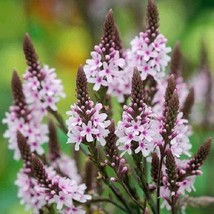 50 Pink Spires Verbena ReSeeding Annual Flower Seeds US Seller Fast Ship... - £7.36 GBP