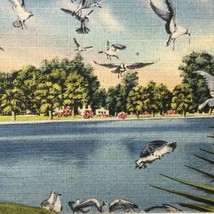 Florida Vintage Postcard Seagulls Orlando - $10.00