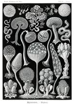 Mycetozoa-Pilztiere - Slime Mold Mushroom - 1904 - Illustration Poster - £8.00 GBP+