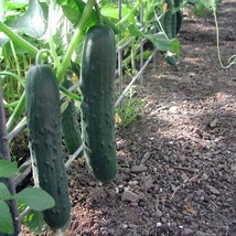 Cucumber Marketmore 76 30 Seeds Heirloom Open Pollinated Fresh - $12.99