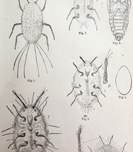 Cottony Cushion Scale Insect Drawings Victorian 1887 Art Print Entomolog... - $473.67 MXN