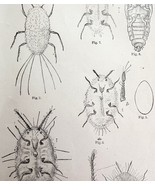 Cottony Cushion Scale Insect Drawings Victorian 1887 Art Print Entomolog... - $24.99