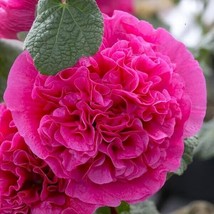 25 Dbl Bright Pink Hollyhock Seeds Perennial Flower - £13.18 GBP