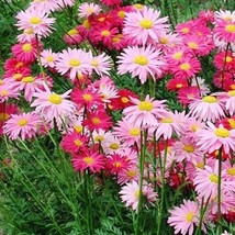 Septh Painted Daisy Robinsons Giant Mix Perennial Huge Cut Flowers Non-GMO 100 S - $6.37