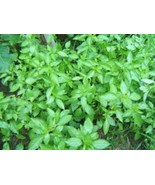 Thai Holy Basil Powder - Digestive Support, Pad Kee Mao Essential &amp; Vega... - $364.88 MXN