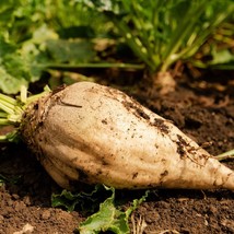 USA Seller Sugar Beet Seeds White Albino Mangel Turnip Beetroot Common Sucrose S - £7.43 GBP