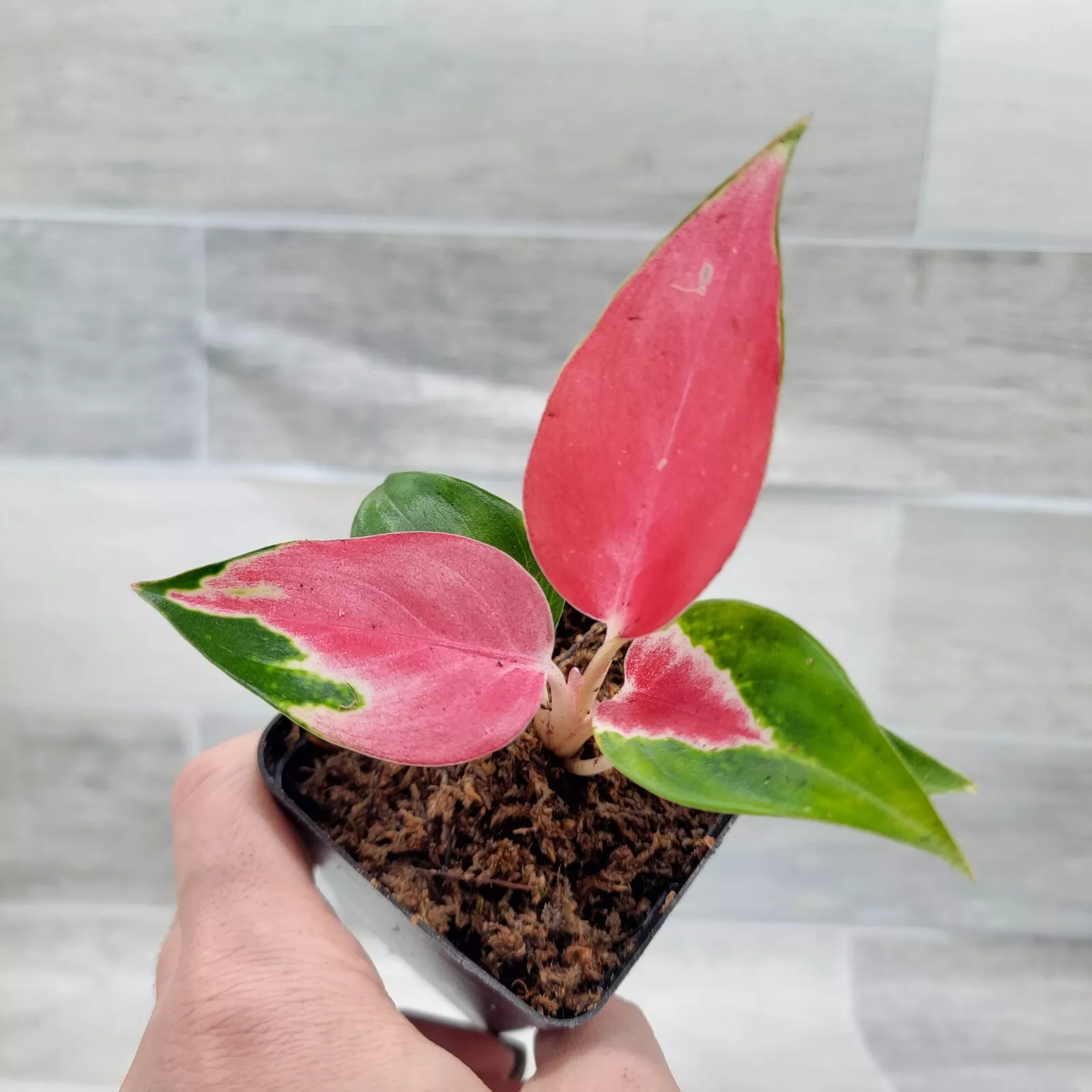 Aglaonema Suksom Jaipong,Chinese Evergreen, Lush Foliage, Air-purifying ... - $26.99