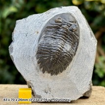 Metacanthina Trilobite Fossil | Devonian Taboumakhlouf Formation Morocco | - $117.94