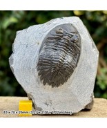 Metacanthina Trilobite Fossil | Devonian Taboumakhlouf Formation Morocco | - £96.19 GBP