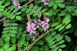 25 Seeds True Indigo Rare- Pink Flowers -Great  Tropical Container  - £3.17 GBP