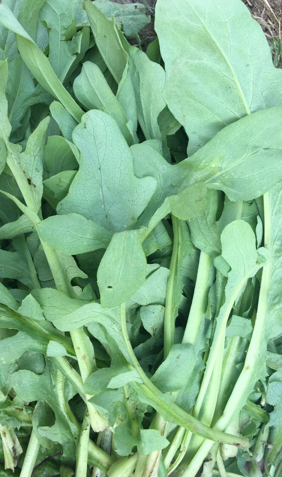 Fragrant 100  Ixeris chinensis nakai Tian Mai Cai Chinese Plant Bitter V... - $3.11
