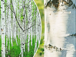 HGBO 50 Seeds White Paper Birch Tree Seeds Betula Papyrifera Fastgrowing Tree Sh - £6.56 GBP