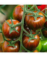 KKG Tigerella Tomato Standard Slicing Lycopersicon Esculentum Tomato See... - $128.07