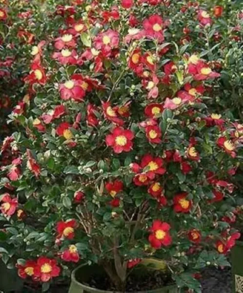 Yuletide Camellia Japonica Live Starter Plant Bold Red With Gold Stamens Fresh G