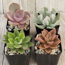 Cactus 2 inch assorted Succulent 4 pack Cacti Succulent Real Live Plant - £36.40 GBP