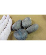 tn-19-10) 4 large natural Tagua Nut whole nuts craft Carving Dried plain... - $31.94 CAD