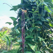 Purple Yard Long Bean Seeds Red Noodle Yard Long Seed Purple Long Bean Seed Aspa - £8.26 GBP