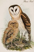 Barn Owl by John Gould - Art Print - £17.23 GBP+