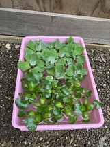 (15) MIX Water Lettuce &amp; Hyacinth Koi Pond Floating Plants Bio Filter 3-4” - $39.19