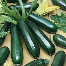 PS 25 Dark Green Zucchini Squash Seeds Courgette Italian Zucchino Vegeta... - $166.68 MXN