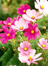 200 Hot Pink &amp; White Mix Cosmos Seeds Gardening USA SELLER - $12.96