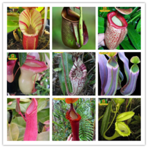 Eating Mosquito Carnivorous Plants Nepenthes Seeds 200pcs/bag Tropical Pitcher P - £3.86 GBP