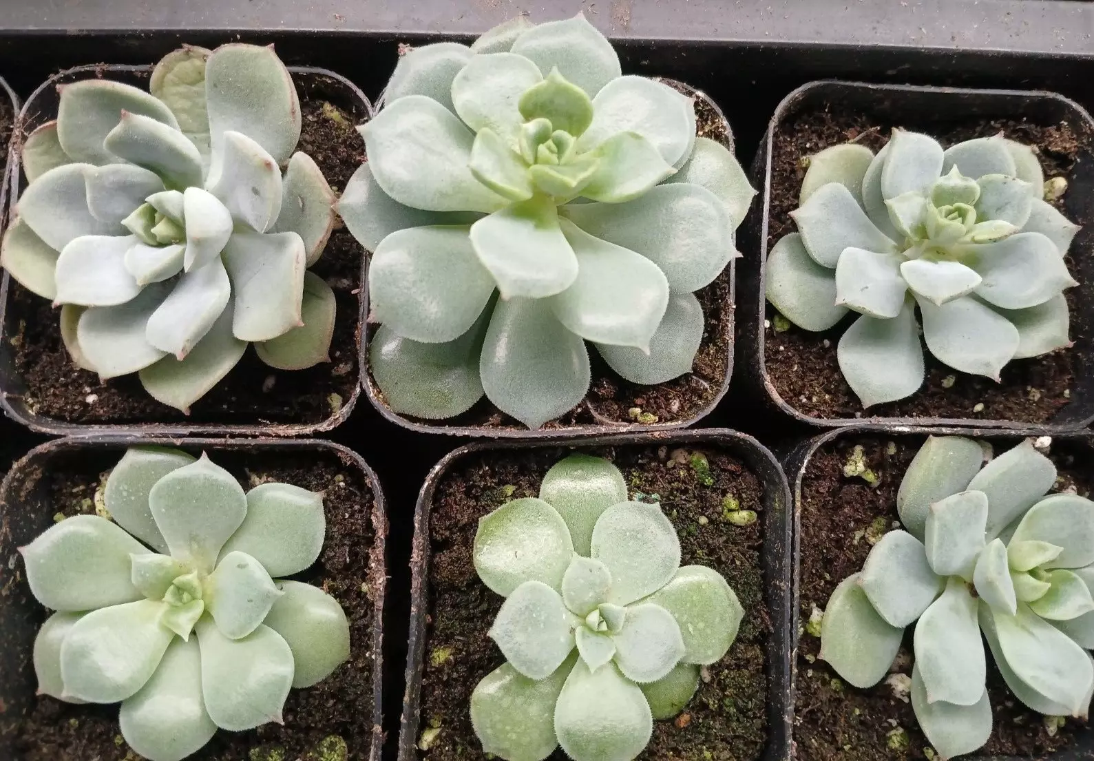 , Echeveria Succulents Live Plants (2 Pack)  2&quot; Potted Succulents - $22.41
