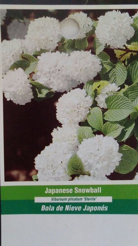 Japanese Snowball Tree Healthy Home Garden Plants Landscape Trees Plant Flower - $140.60