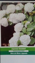 Japanese Snowball Tree Healthy Home Garden Plants Landscape Trees Plant Flower - £110.60 GBP