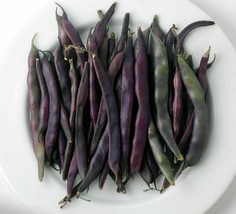 Purple Pod Bean - Phaseolus vulgaris - 10+ seeds - H 106 - £1.83 GBP
