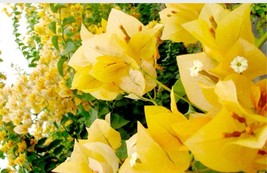 4&quot; Pot Of Gold Live Rooted Bougainvillea Plant Height Fullness Varies Beautiful  - $79.98