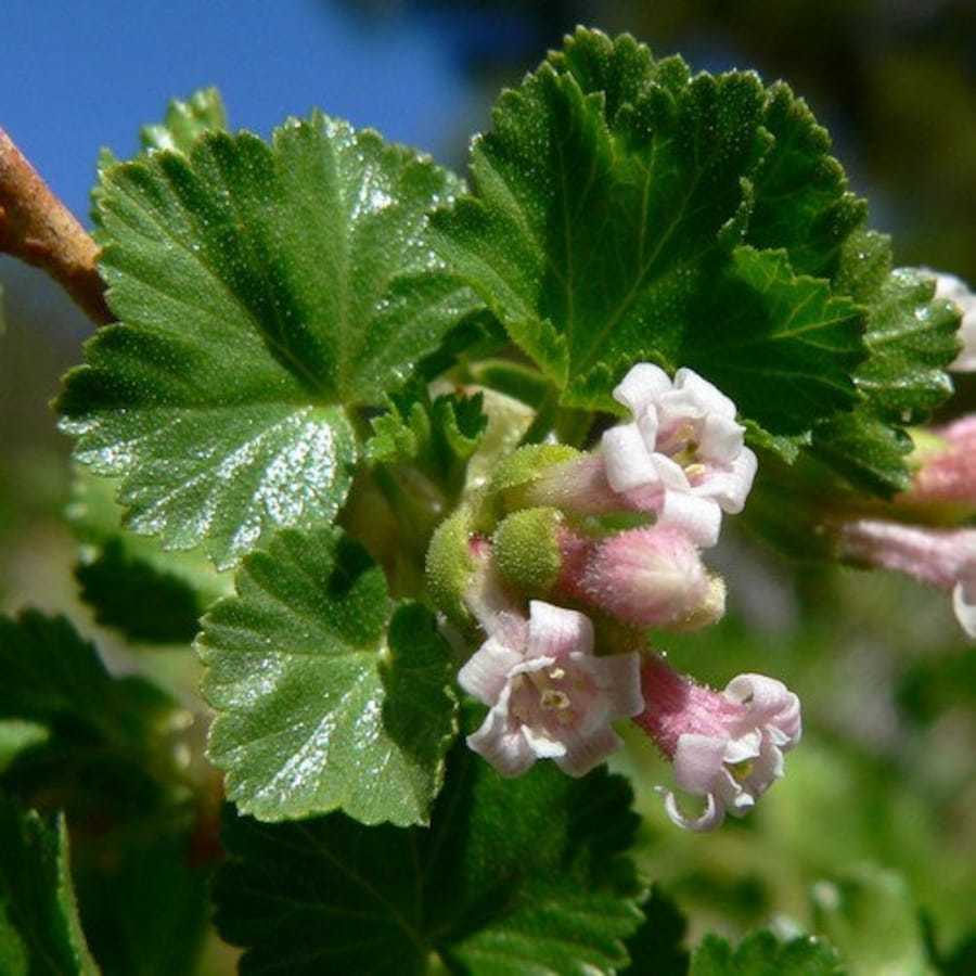 Wax Currant Bush Seeds Ribes cereum 30 Seeds New Fresh Garden - $14.98