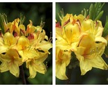 CANARY ISLES Aromi Azalea Rhododendron Deciduous SMALL Starter Plant - £54.46 GBP